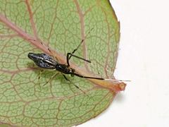 Argyrodes alannae