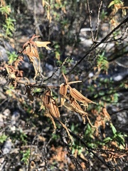 Diplacus aurantiacus