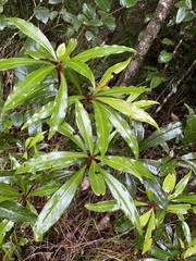 Tasmannia membranea