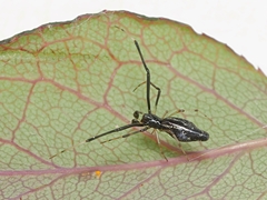 Argyrodes alannae