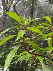 Tasmannia membranea