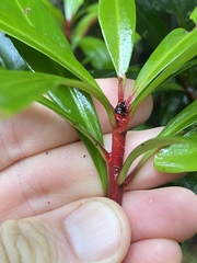 Tasmannia membranea