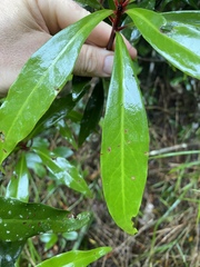 Tasmannia membranea