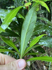 Tasmannia membranea