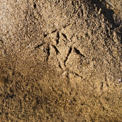 Geococcyx californianus