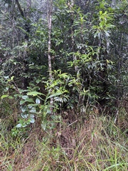 Tasmannia membranea