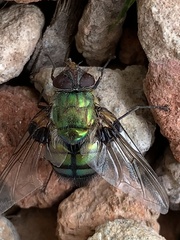 Rutilia