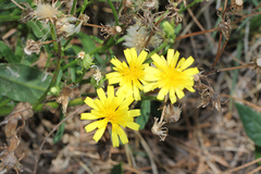 Picris angustifolia