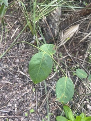 Dalbergia ecastaphyllum