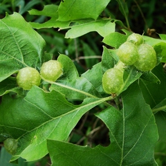 Dryocosmus quercuspalustris