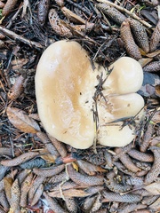 Clitocybe brunneocephala