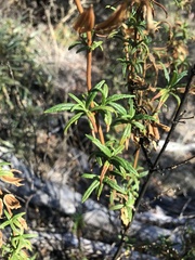 Diplacus aurantiacus