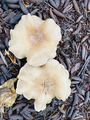 Clitocybe brunneocephala