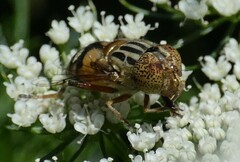 Eristalinus punctulatus