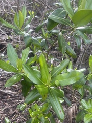 Myrsine cubana