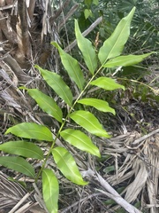 Acrostichum danaeifolium