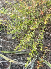 Vaccinium myrsinites