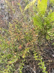 Vaccinium myrsinites