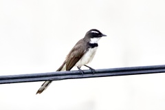 Rhipidura nigritorquis