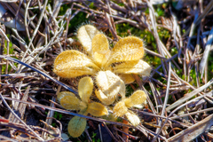 Cerastium glomeratum