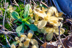 Cerastium glomeratum