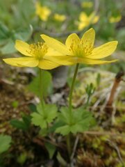 Anemonastrum richardsonii