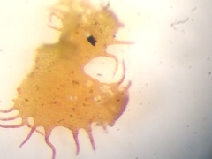 Ptilidium ciliare