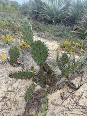 Opuntia austrina