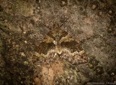 Crasilogia gressitti