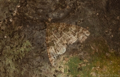 Crasilogia gressitti