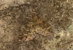 Crasilogia gressitti
