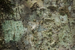 Myrioblephara desumpta