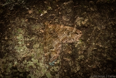 Crasilogia gressitti