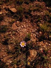 Afroaster serrulatus