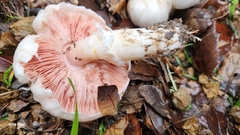 Agaricus californicus