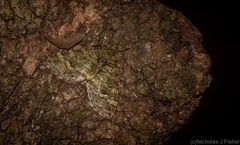 Crasilogia gressitti