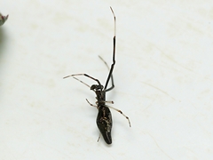 Argyrodes alannae