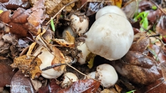 Agaricus californicus