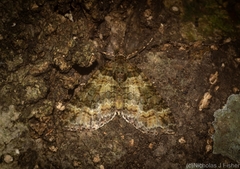 Crasilogia gressitti