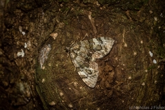 Heterochasta lasioplaca