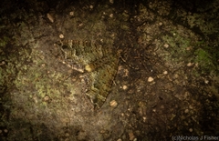 Crasilogia gressitti