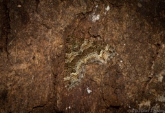 Crasilogia gressitti