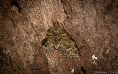 Crasilogia gressitti