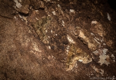 Crasilogia gressitti