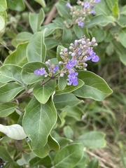Vitex trifolia