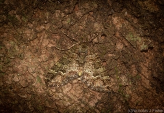Crasilogia gressitti
