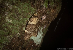 Scaphidriotis xylogramma