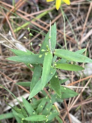 Dichanthelium patulum