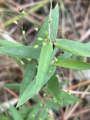 Dichanthelium patulum