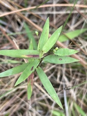 Dichanthelium patulum